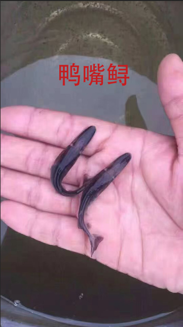 富顺县鸭嘴鱼 美国鸭嘴鱼苗苗鸭嘴鱼苗 活体淡水鱼苗