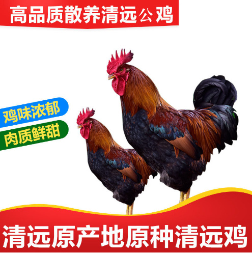 佛山童子鸡广东清远鸡山林散养小公鸡小孩吃清蒸炒均可发顺丰
