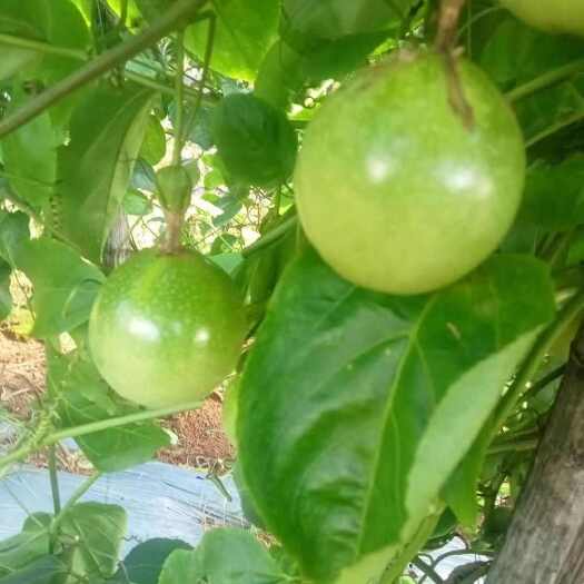 北京钦蜜9号黄金百香果苗。嫁接苗；长得快，当年有收成。量大价从优