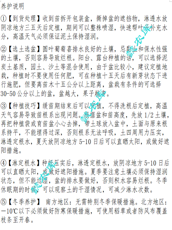 南方之家美国圆叶葡萄庭院露天地栽果树苗抗性强麝香葡萄