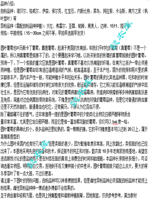 伊森美国圆叶葡萄庭院露天地栽果树苗抗性强麝香葡萄