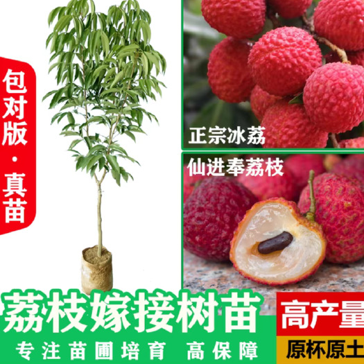 灵山县冰荔荔技苗，嫁接苗