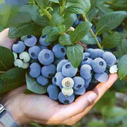 蓝莓产地价格行情、产地一手货源、全国发货