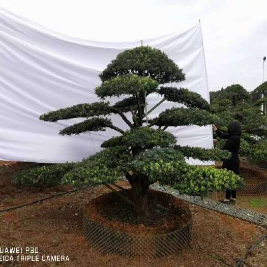 浏阳市精品造型树 造型罗汉松15-28公分