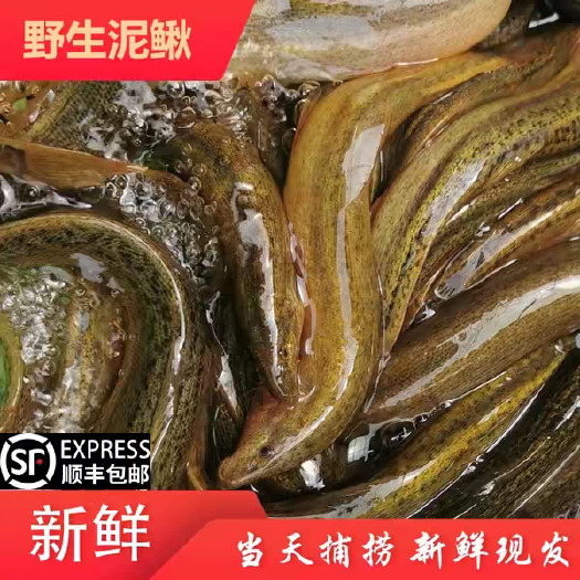 日照微山湖生态泥鳅淡水大板鳅活体鱼青鳅黄鳅鱼现杀滋补炖汤老人补钙