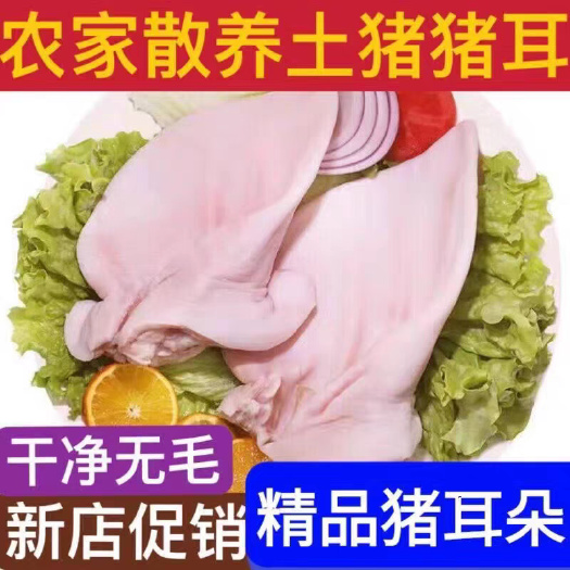 南京【国产猪】新鲜猪耳朵片耳尖散养土猪耳朵冷冻商用猪耳朵卤菜批发