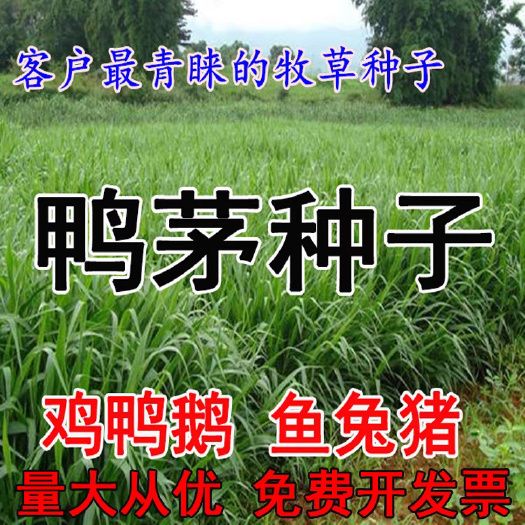 沭阳县鸭茅种子耐阴耐寒果园草牛羊鹅兔鱼鸡多年生牧草种子鸭茅草种子