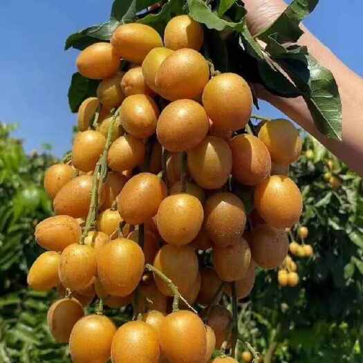 贺州鸡心黄皮，无核黄皮。