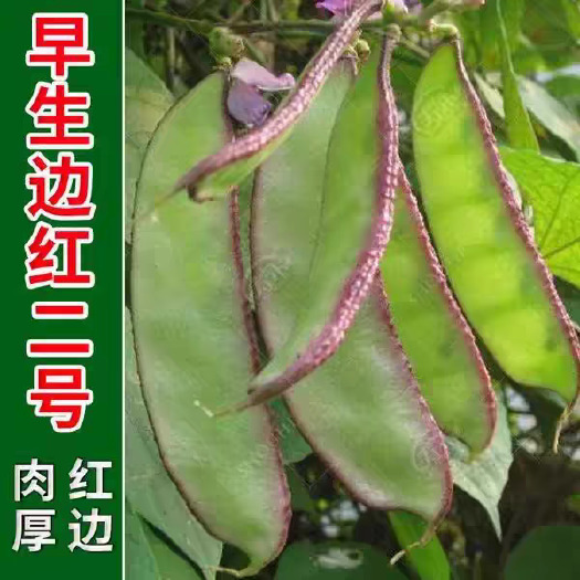 河间市扁豆种子种籽四季豆角梅豆角红眉豆蔬菜梅豆孑架豆菜豆峨眉豆种
