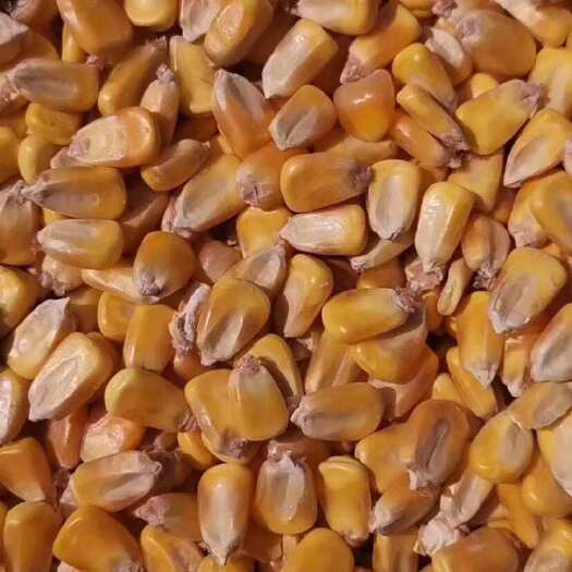 确山县干玉米 干玉米粒  玉米现货上市货源充足高蛋白高淀粉率易消化