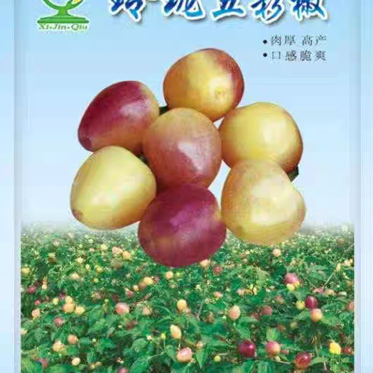 南宁玲珑五彩椒 优质杂交  中晚熟  大果型 适合鲜食及腌制