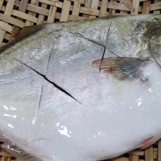 重庆市金鲳鱼