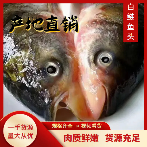 丹江口市精品白鲢鱼头 剁椒鱼头 花鲢鱼头 规格齐全 一手货源常年供应