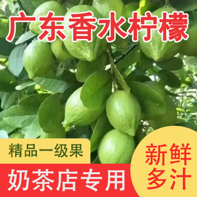 广州香水柠檬 广东香水无籽柠檬 一级青果