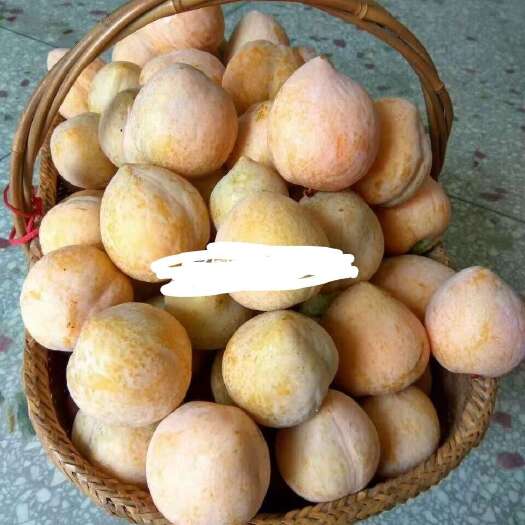 息烽县黄金李