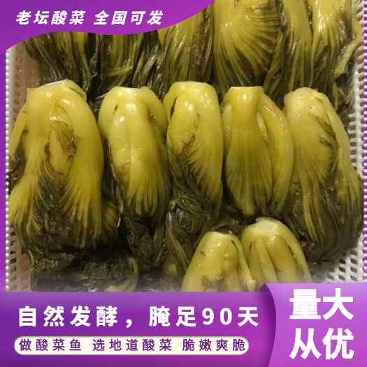 小叶芥菜 老坛酸菜 低盐【精品】