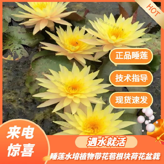安新县大量供应耐寒睡莲苗 可按颜色发货 承接园林绿化工程