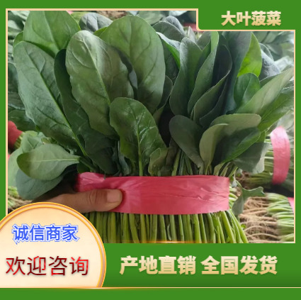 滑县大叶菠菜绿叶青菠菜产地现摘全国批发量大从优