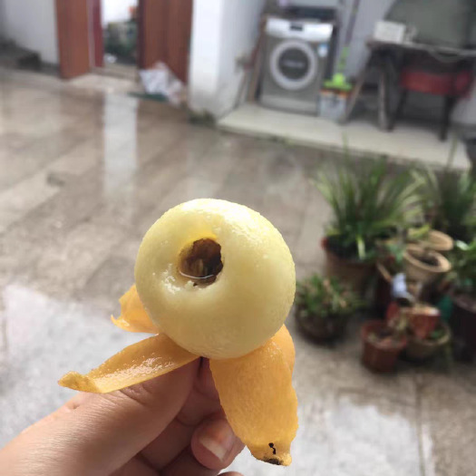 苏州白玉枇杷