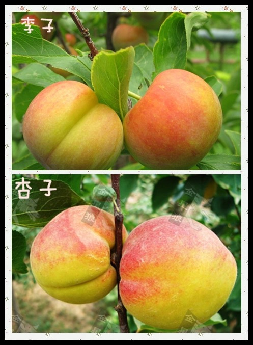 温宿县新疆梨杏，单果45克左右，糖度22..，左右、甜中带点酸