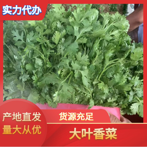 滑县河南精品香菜现挖带跟新鲜香菜大量上市品质保证量大从优