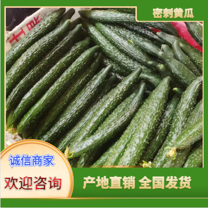 滑县黄瓜应季新鲜密刺黄瓜蔬菜批发量大从优全国供货批发