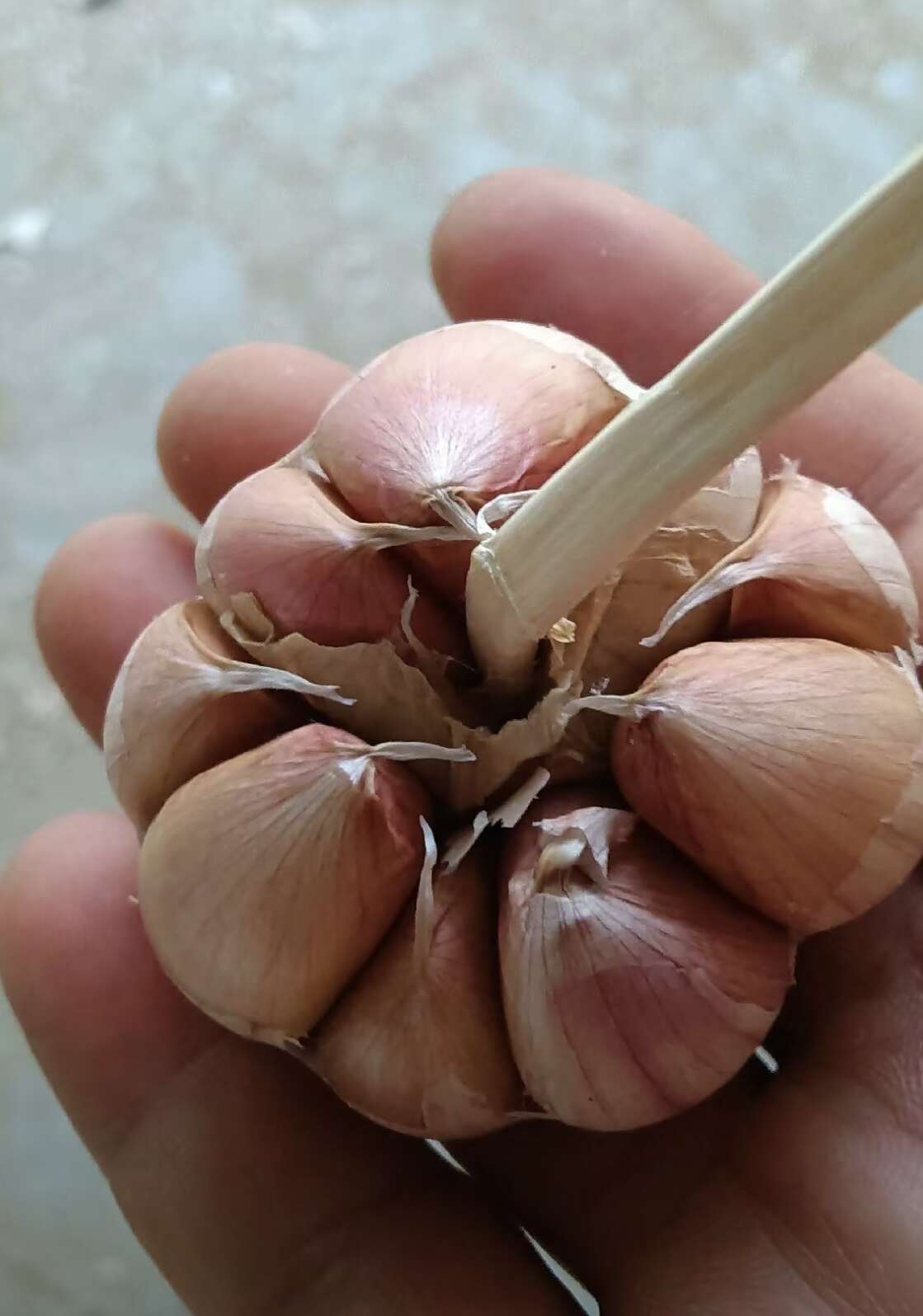 河南中牟产地紫红皮大蒜 大量供应各种规格 合作共赢