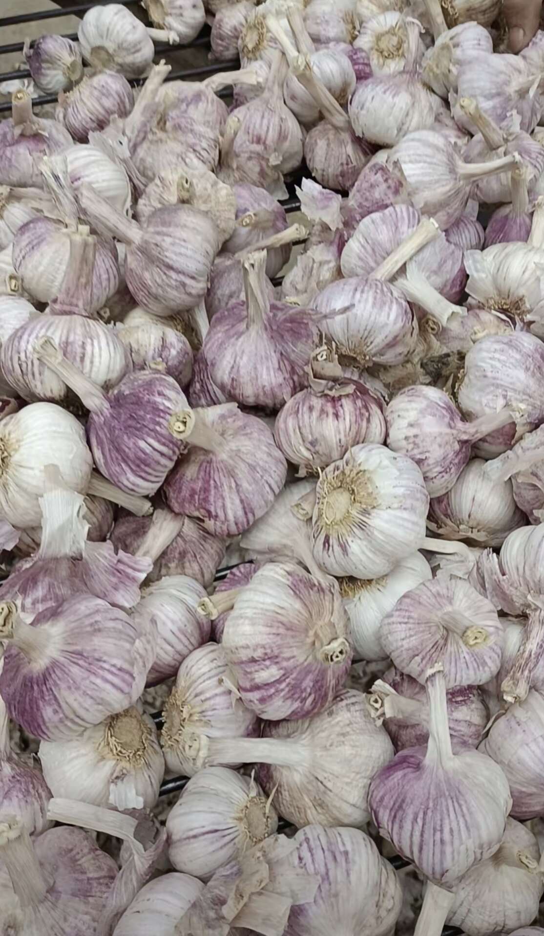 河南中牟产地紫红皮大蒜 大量供应各种规格 合作共赢