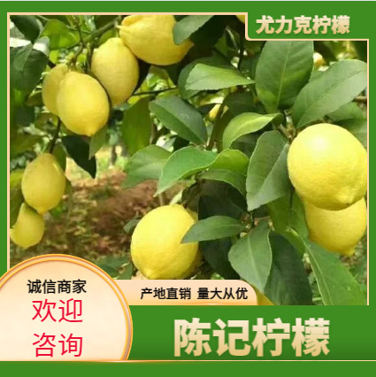 安岳县尤力克新鲜
柠檬 12级半的质量