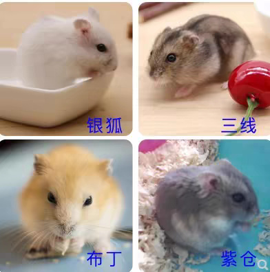 潍坊仓鼠原产地直发，大量有货，价格最低，质量好！提供饲养技术！