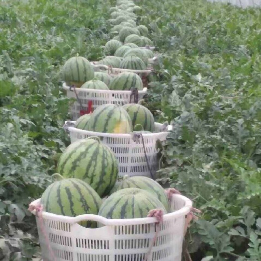 精品无籽美都