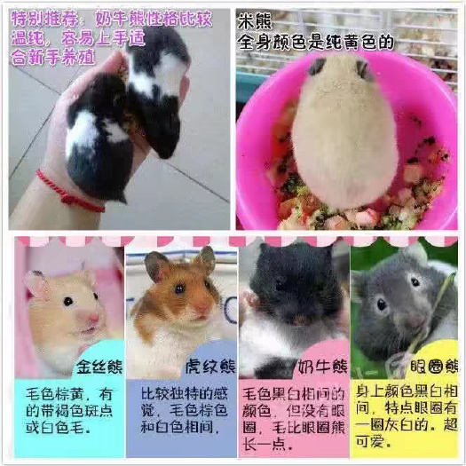 潍坊金丝熊，大量现货，长期供应，质量保证，价格便宜！