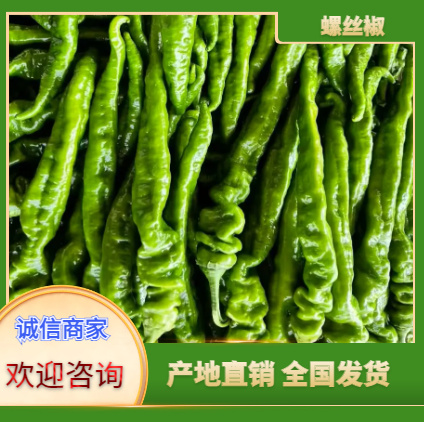 徐闻县螺丝椒，陇椒，产地直发，一手货源。