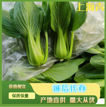 南通上海青 精品青菜 货源稳定   保质保量  一手货源