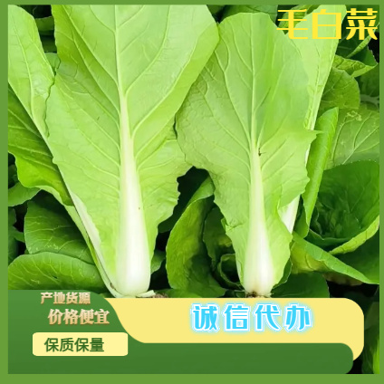 南通秋白菜  南通精品毛白菜 产地直供 上货量大