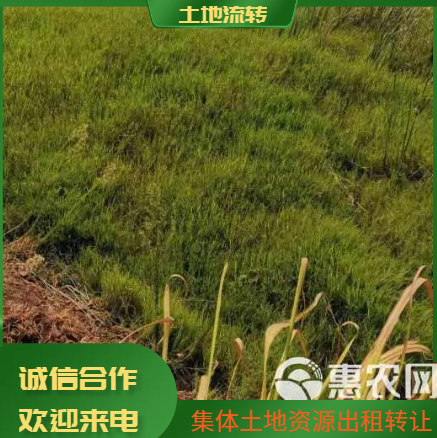湖南衡阳地区山地 旱地 水田村集体资源出租