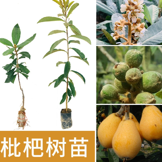 灵山县大五星枇杷苗
