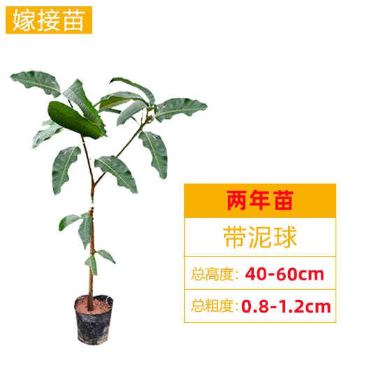 灵山县金煌芒果嫁接果树苗