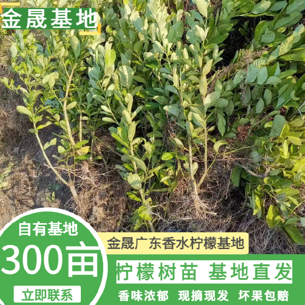 广东香水柠檬苗广东香水柠檬大苗果子香味浓郁  奶茶店用品种