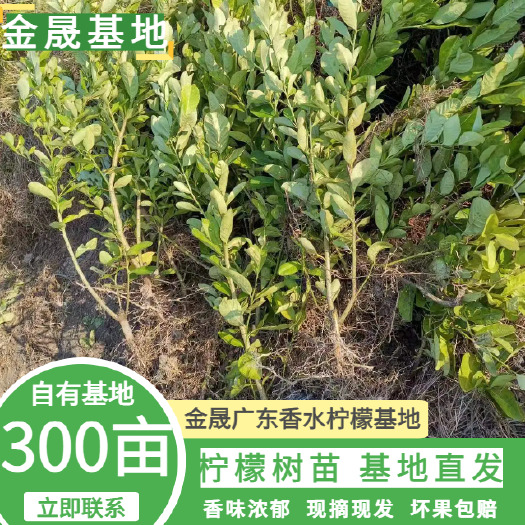 海南琼海市广东香水柠檬苗广东香水柠檬大苗果子香味浓郁  奶茶店用品种