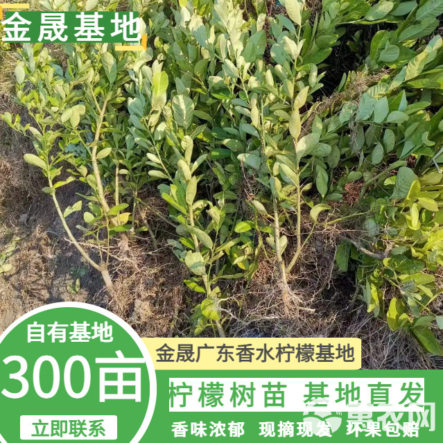 广东香水柠檬苗广东香水柠檬大苗果子香味浓郁  奶茶店用品种