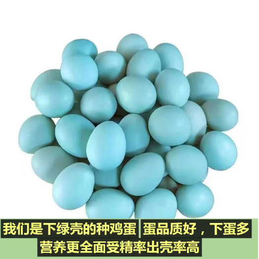 莘县绿壳蛋乌黑麻羽绿壳蛋