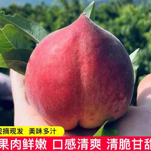 枣阳市湖北襄阳枣阳美佳红毛桃