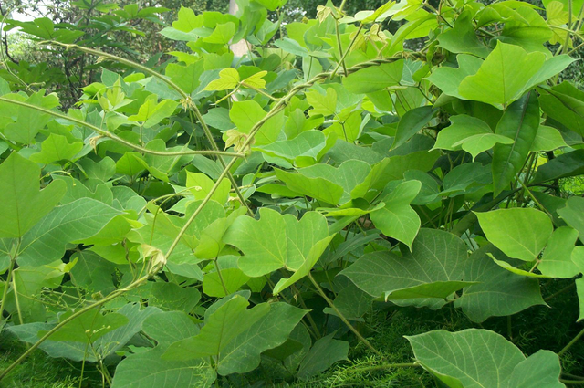 葛根干片，深山老林里葛根