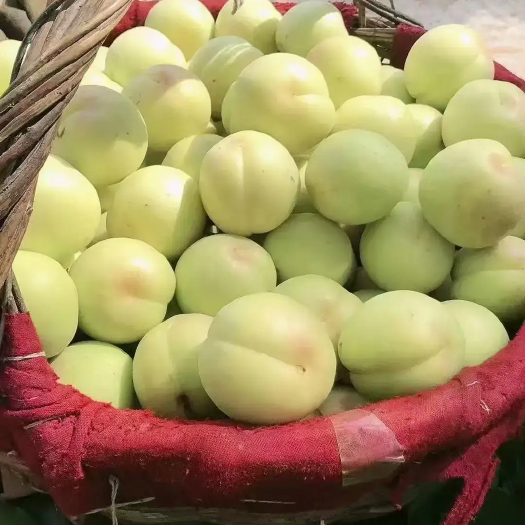 遵化市香白杏，肉质细腻 ，汁水多甜，香气浓烈
