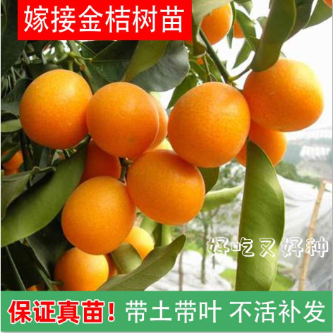 灵山县脆皮，脆蜜金桔嫁接果树苗