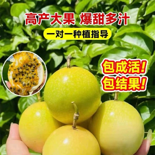 灵山县钦蜜9号黄金百香果