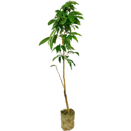 灵山县仙进奉荔枝果树苗