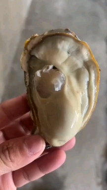 【产地直发】山东乳山高品质生蚝牡蛎 鲜活到家