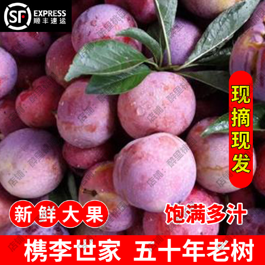 槜李檇李醉李携李浙江省桐乡正宗桃园头李子一斤六颗豪华果装
